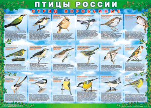 Комплект таблиц "Птицы России (4 листа)" (100х140 сантиметров, винил) - fgospostavki.ru - Петропавловск-Камчатский