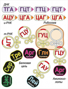 Модель-аппликация Биосинтез белка - fgospostavki.ru - Петропавловск-Камчатский