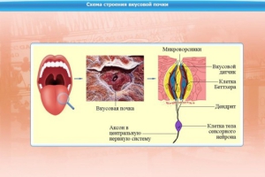 Интерактивные курсы. Биология 10 класс. Базовый. - fgospostavki.ru - Петропавловск-Камчатский