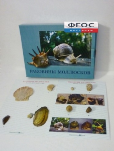 Коллекция "Раковины моллюсков" - fgospostavki.ru - Петропавловск-Камчатский