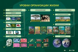 Электрифицированный стенд "Уровни организации жизни" - fgospostavki.ru - Петропавловск-Камчатский