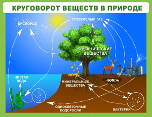 Стенд "Круговорот веществ" - fgospostavki.ru - Петропавловск-Камчатский