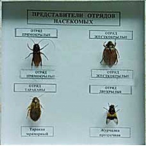 Коллекция энтомологическая "Представители отряда насекомых" - fgospostavki.ru - Петропавловск-Камчатский