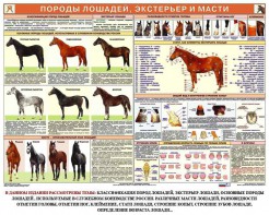 Комплект плакатов "Служебное коневодство" - fgospostavki.ru - Петропавловск-Камчатский