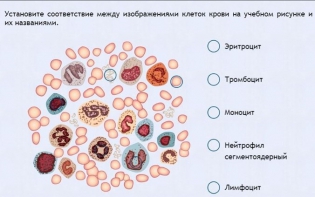 Интерактивные курсы. Биология 11 класс. Расширенный. - fgospostavki.ru - Петропавловск-Камчатский