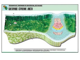 Рельефная таблица "Клеточное строение листа" (формат А1, матовое ламинирование) - fgospostavki.ru - Петропавловск-Камчатский