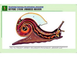 Рельефная таблица "Внутреннее строение брюхоногого моллюска" (формат А1, матовое ламинирование) - fgospostavki.ru - Петропавловск-Камчатский