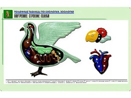Рельефная таблица "Внутреннее строение голубя" (формат А1, матовое ламинирование) - fgospostavki.ru - Петропавловск-Камчатский