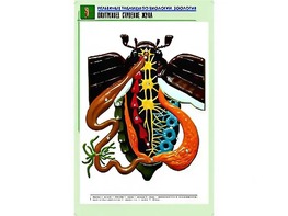 Рельефная таблица "Внутреннее строение жука" (формат А1, матовое ламинирование) - fgospostavki.ru - Петропавловск-Камчатский