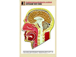 Рельефная таблица "Сагиттальный разрез головы" (формат А1, матовое ламинирование) - fgospostavki.ru - Петропавловск-Камчатский
