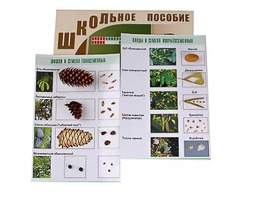 Коллекция "Шишки, плоды, семена деревьев и кустарников" - fgospostavki.ru - Петропавловск-Камчатский