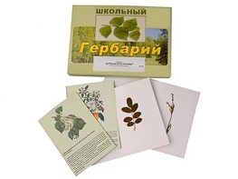 Гербарий "Деревья и кустарники" (22 вида, с иллюстрациями) - fgospostavki.ru - Петропавловск-Камчатский