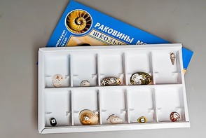Коллекция "Раковины моллюсков" - fgospostavki.ru - Петропавловск-Камчатский