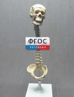 Модель "Позвоночник с черепом и тазом" - fgospostavki.ru - Петропавловск-Камчатский