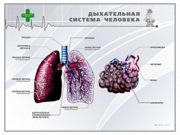 Стенд "Дыхательная система человека" - fgospostavki.ru - Петропавловск-Камчатский