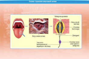 Интерактивные курсы. Биология 10 класс. Базовый. - fgospostavki.ru - Петропавловск-Камчатский