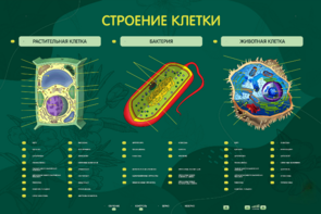 Электрифицированный стенд "Строение клетки" с маркерными полями - fgospostavki.ru - Петропавловск-Камчатский