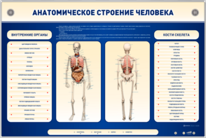 Электрифицированный стенд-тренажер c макетом скелета "Анатомическое строение человека" - fgospostavki.ru - Петропавловск-Камчатский