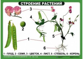 Комплект таблиц "Ознакомление с окружающим миром 1-4 класс" - fgospostavki.ru - Петропавловск-Камчатский