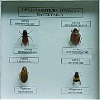 Коллекция энтомологическая "Представители отряда насекомых" - fgospostavki.ru - Петропавловск-Камчатский