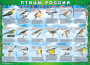 Комплект таблиц "Птицы России (4 листа)" (100х140 сантиметров, винил) - fgospostavki.ru - Петропавловск-Камчатский