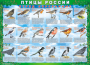 Комплект таблиц "Птицы России (4 листа)" (100х140 сантиметров, винил) - fgospostavki.ru - Петропавловск-Камчатский
