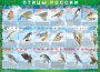 Комплект таблиц "Птицы России (4 листа)" (100х140 сантиметров, винил) - fgospostavki.ru - Петропавловск-Камчатский
