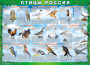 Комплект таблиц "Птицы России (4 листа)" (100х140 сантиметров, винил) - fgospostavki.ru - Петропавловск-Камчатский